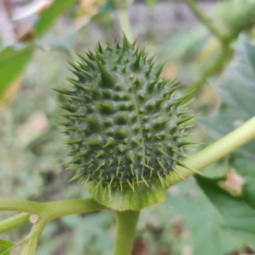 Datura seed head.jpg